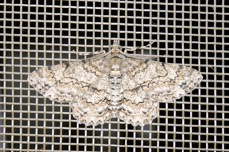 物種:Cleora injectaria 攝影:吳士緯